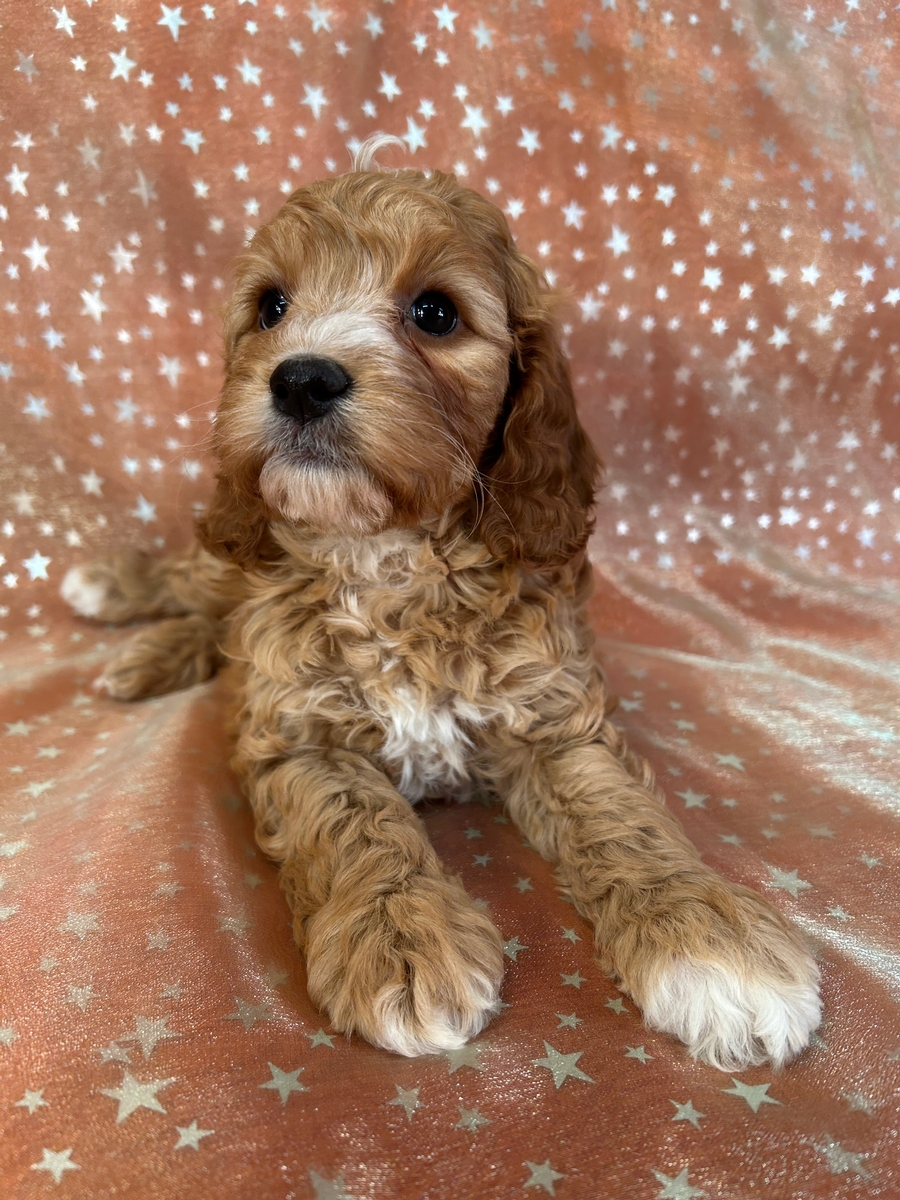 Female Cockapoo, F1b Puppy for Sale DOB 1-28-2025 $950